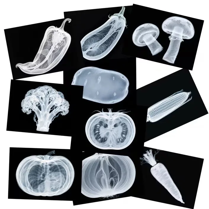 Botanical X-Ray Discovery Set – Vegetables (30 × 21 cm)